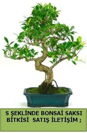 thal S eklinde dal erilii bonsai sat  Ankara Akyurt iek gnderme 