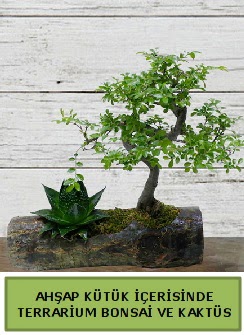 Ahap ktk bonsai kakts teraryum  Ankara Akyurt internetten iek siparii 