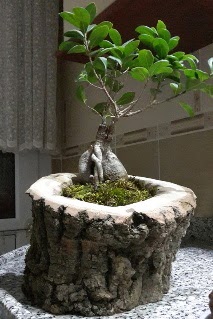 Ahap ktk ierisinde ginseng bonsai  Ankara Akyurt internetten iek siparii 