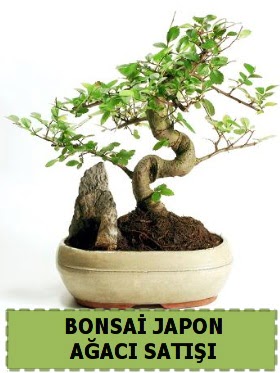 Bonsai japon  aac sat Minyatr thal  Ankara Akyurt internetten iek siparii 