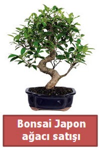 Japon aac bonsai sat  Ankara Akyurt iek siparii sitesi 