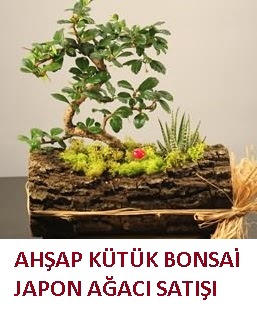 Ahap ktk ierisinde bonsai ve 3 kakts  Ankara Akyurt ieki maazas 