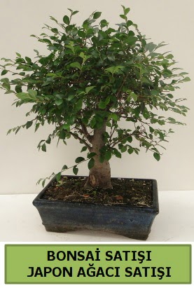 Minyatr bonsai japon aac sat  Ankara Akyurt iek gnderme sitemiz gvenlidir 