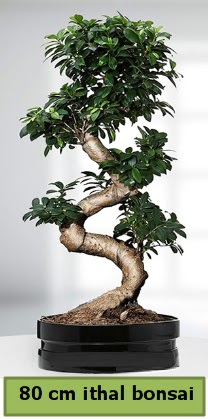 80 cm zel saksda bonsai bitkisi  Ankara Akyurt ieki telefonlar 