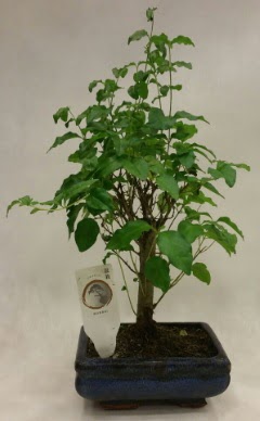 Minyatr bonsai japon aac sat  Ankara Akyurt ieki telefonlar 