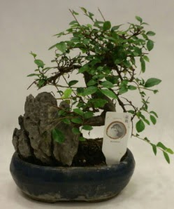 thal 1.ci kalite bonsai japon aac  Ankara Akyurt iek sat 
