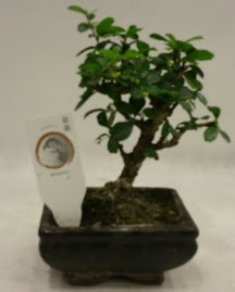 Kk minyatr bonsai japon aac  Ankara Akyurt iek gnderme 