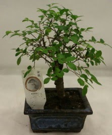Minyatr ithal japon aac bonsai bitkisi  Ankara Akyurt iek sat 