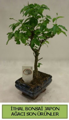 thal bonsai japon aac bitkisi  Ankara Akyurt hediye sevgilime hediye iek 