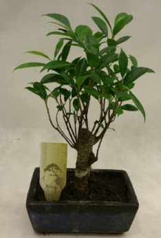 Japon aac bonsai bitkisi sat  Ankara Akyurt ieki telefonlar 