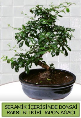 Seramik vazoda bonsai japon aac bitkisi  Ankara Akyurt iek siparii sitesi 