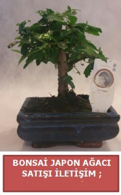 Japon aac minyar bonsai sat  Ankara Akyurt iek sat 