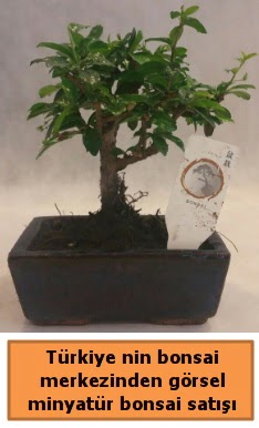 Japon aac bonsai sat ithal grsel  Ankara Akyurt iek yolla 