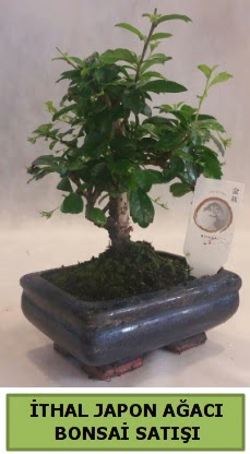 thal japon aac bonsai bitkisi sat  Ankara Akyurt ieki telefonlar 