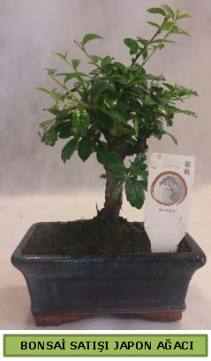 Minyatr bonsai aac sat  Ankara Akyurt iek gnderme 