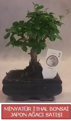 Kk grsel bonsai japon aac bitkisi  Ankara Akyurt iek , ieki , iekilik 