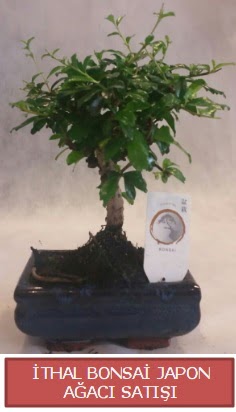thal kk boy minyatr bonsai aa bitkisi  Ankara Akyurt ieki telefonlar 