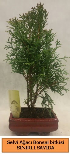 Selvi aac bonsai japon aac bitkisi  Ankara Akyurt iek sat 