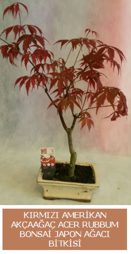 Amerikan akaaa Acer Rubrum bonsai  Ankara Akyurt uluslararas iek gnderme 