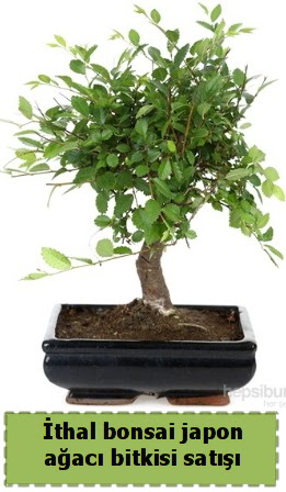 thal bonsai saks iei Japon aac sat  Ankara Akyurt hediye iek yolla 