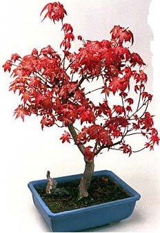 Amerikan akaaa bonsai bitkisi  Ankara Akyurt iek yolla 