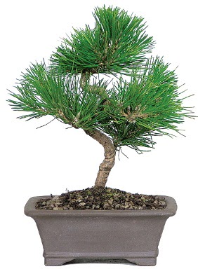 am aac bonsai japon aac bitkisi  Ankara Akyurt iek gnderme 