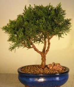Servi am bonsai japon aac bitkisi  Ankara Akyurt iek yolla 