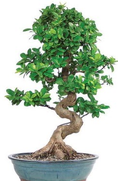Yaklak 70 cm yksekliinde ithal bonsai  Ankara Akyurt ieki telefonlar 