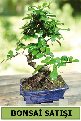 am bonsai japon aac sat  Ankara Akyurt iek sat 