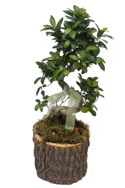Doal ktkte bonsai saks bitkisi  Ankara Akyurt hediye iek yolla 
