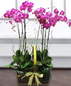 7 dall mor lila orkide  Ankara Akyurt iek gnderme sitemiz gvenlidir 