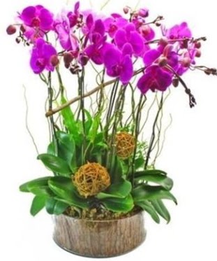 Ahap ktkte lila mor orkide 8 li  Ankara Akyurt internetten iek sat 