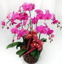 Sepet ierisinde 5 dall lila orkide  Ankara Akyurt ucuz iek gnder 
