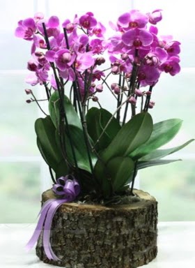 Ktk ierisinde 6 dall mor orkide  Ankara Akyurt ucuz iek gnder 