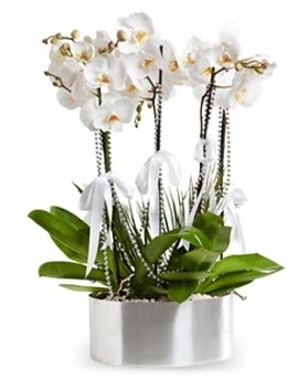 Be dall metal saksda beyaz orkide  Ankara Akyurt iek yolla 