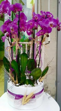 Seramik vazoda 4 dall mor lila orkide  Ankara Akyurt online iek gnderme sipari 