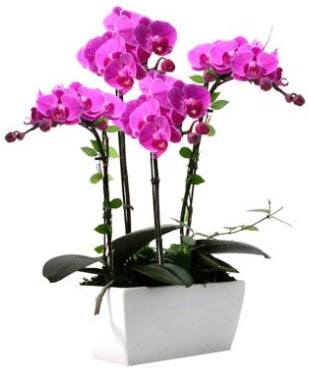 Seramik vazo ierisinde 4 dall mor orkide  Ankara Akyurt iek sat 