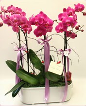 Beyaz seramik ierisinde 4 dall orkide  Ankara Akyurt ucuz iek gnder 