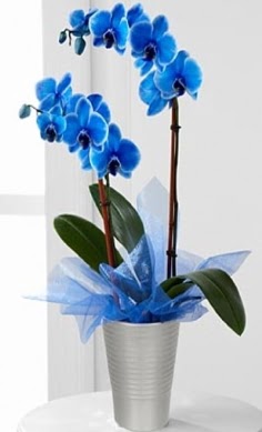 Seramik vazo ierisinde 2 dall mavi orkide  Ankara Akyurt iek , ieki , iekilik 