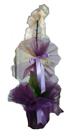 Tek dall beyaz orkide sper kalite ithal  Ankara Akyurt iek siparii sitesi 