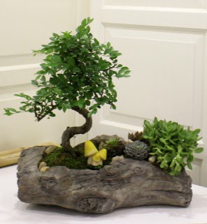 Aa ktk ierisinde bonsai ve sukulent  Ankara Akyurt iek gnderme sitemiz gvenlidir 