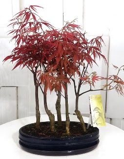 5 adet japon akaaa bonsai iei  Ankara Akyurt iek sat 