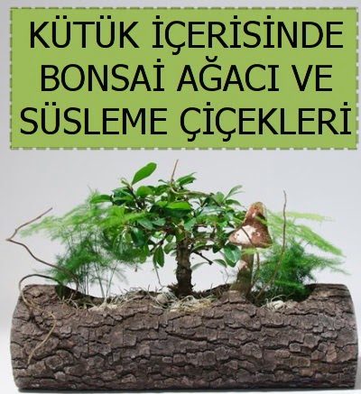 Ktk ierisinde bonsai japon aa bitkisi  Ankara Akyurt iek sat 