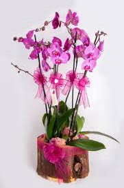 4 dall ktk ierisibde mor orkide  Ankara Akyurt iek sat 
