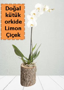Doal ktkte tek dall beyaz orkide  Ankara Akyurt ieki telefonlar 