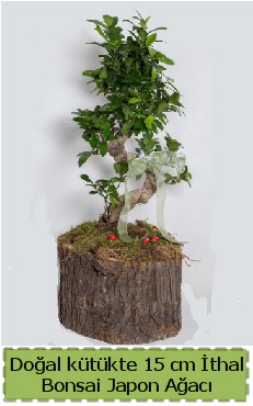 Doal ktkte thal bonsai japon aac  Ankara Akyurt iek gnderme 