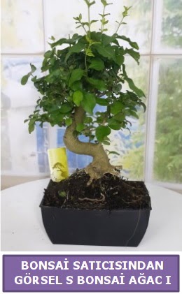 S dal erilii bonsai japon aac  Ankara Akyurt iek sat 