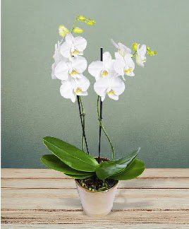 ift dall beyaz orkide sper kalite  Ankara Akyurt iek gnderme 