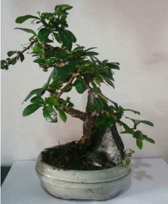 S eklinde ithal bonsai aac  Ankara Akyurt iek yolla 