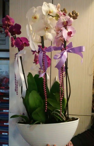 Mor ve beyaz ve pembe 6 dall orkide  Ankara Akyurt ucuz iek gnder 